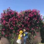 庭院特大盆栽浓香苗