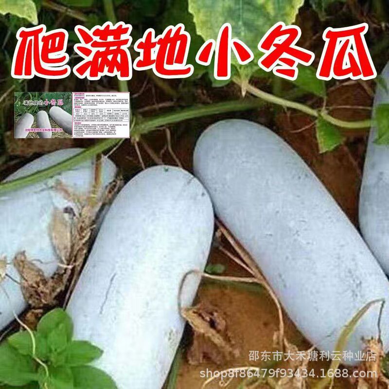Winter Melon Seeds Crawling All over the Ground, Winter Melon Seeds, Small Winter Melon Seeds, Four-Season Winter Melon Seeds, High-Yielding Potted Vegetable Seeds