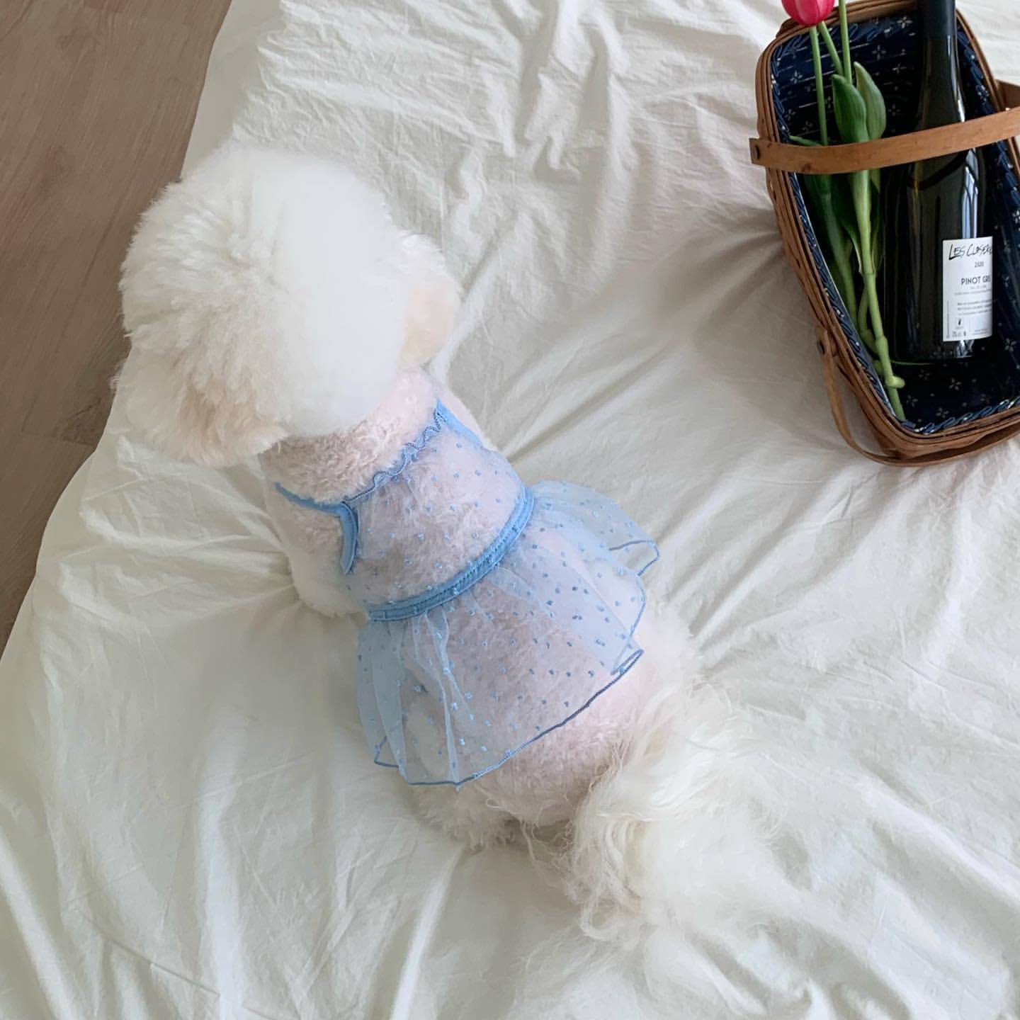 新款宠物吊带裙夏季薄款透气网纱狗狗衣服小型犬幼犬猫咪跨境批发