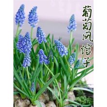 葡萄风信子种球10个荷兰进口室内外花卉盆栽庭院可水培多年生球根