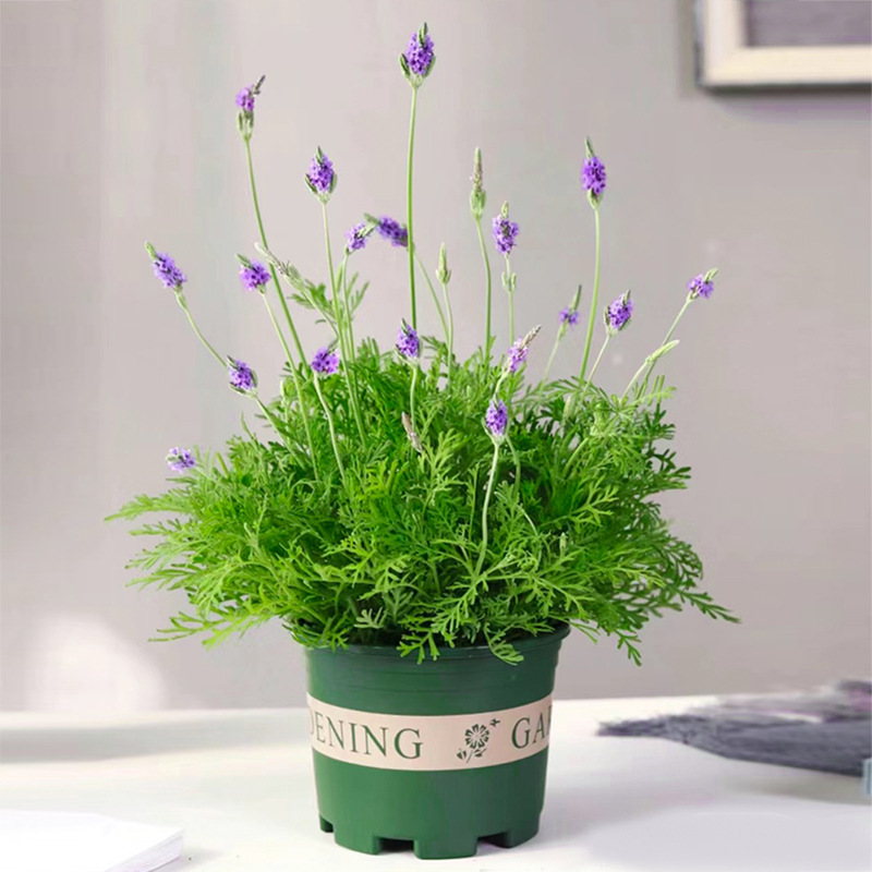 Lavender Potted Vanilla Flower Seedlings with Buds Perennial Strong-Scented Florals Indoor and Outdoor Four-Season Mosquito Repellent Plants Lavender Potted Vanilla Flower Seedlings with Buds Perennial Strong-Scented Florals Indoor and Outdoor Four-Season Mosquito Repellent Plants
