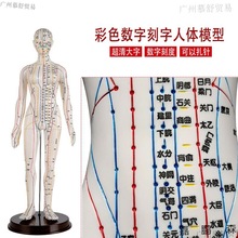 针炙铜人按摩中医小皮医学全身传统人体按摩穴位模型学校教学经络