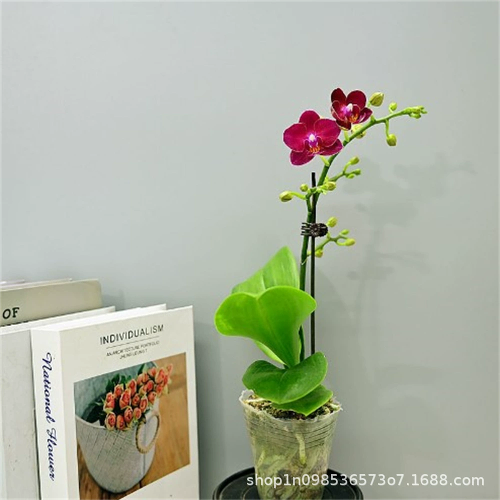 Орхидея Фаленопсис Рассада Цветочные растения орхидеи в горшке Комнатные цветы Зеленые растения Цветы бонсай Цветение в четыре сезона