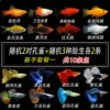2 random pairs of peacocks + 3 types of 6 viviparous fish for free fish food