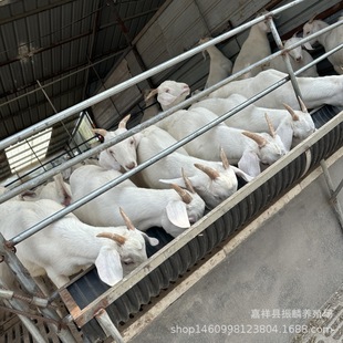 ���������С������� �����ĸ��r�� �����д��ɽ��