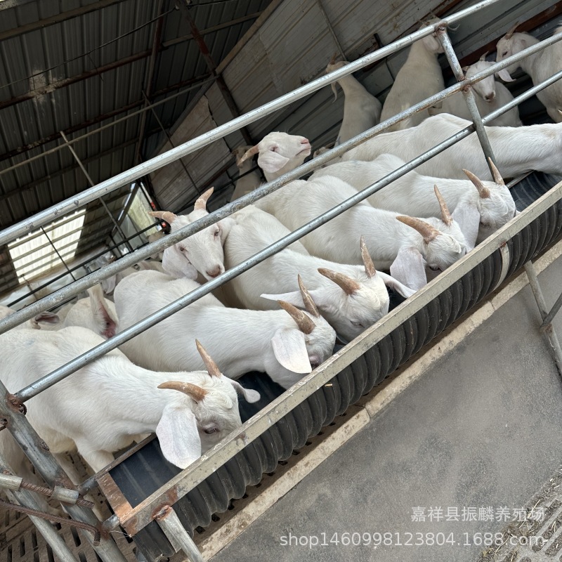 美国大白羊小公羊出售 大白羊母羊价格 哪里有大白山羊