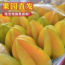福建漳州甜杨桃5斤水果当季整箱洋桃鲜果新鲜红龙扬桃五角星阳桃