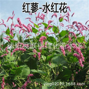 ˮ�t���N�� ș�ķN��ޤ���Ӵ_�������·N�� ˮȇ���� �t�ȷN��