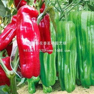 ���콷�����N����ɫС�⽷��ʽ������ļ��^�p�۹��߲�С�׽�����