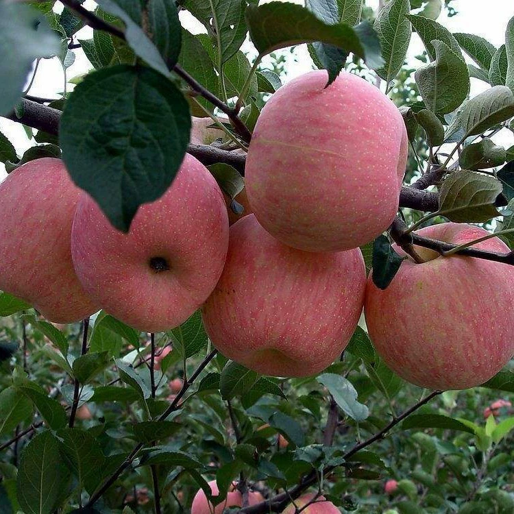 Яблоня плоды саженцев на севере саженцы яблони в горшках саженцы на юге посадка очень большой кристалл сахара Сердце Красный Fuji плодовых саженцев