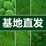 鲜活苔藓批发微景观盆景铺面青苔装饰假山水陆缸雨林造景材料植物