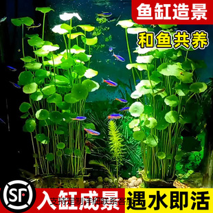��Ʒ���~ˮ��ֲ����~���B���X�~�׌����쾰ˮ����ˮ�|