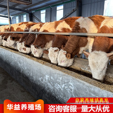 西门塔尔肉牛 育肥养殖改良鲁西黄牛牛犊小母牛犊养殖场批发