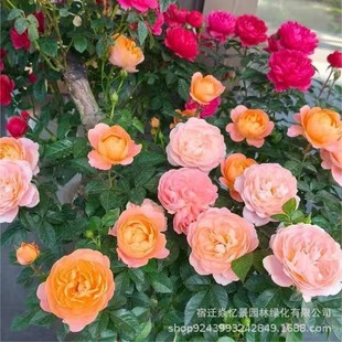 �ٱ��¼�����С���ش󻨻ܾGֲ���҃�����õ���Nޱ�����ٶ༾�_��