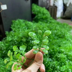 SֱNGֲˮ쾰辰ٻӻϲ