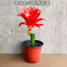 �|��С��ɫ����ɻ���������ذꎧ�������˄��һ�ԭ���Ԏ����_��