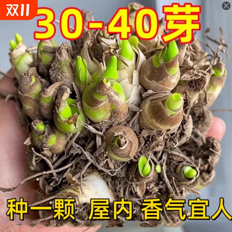 Double-Flowered Perfume Tuberose Bulbs, Large-Flowered, Fragrant, Perennial Indoor Florals, Cold-Resistant Potted Green Plants for Lazy People to Grow