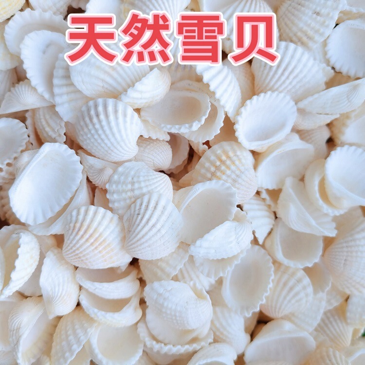 Natural White Blood Shell Conch Snow Shell Home Fish Tank Aquarium Diy Handmade Accessories Batch by Jin Natural White Blood Shell Conch Snow Shell Home Fish Tank Aquarium Diy Handmade Accessories Batch by Jin