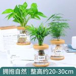 栀子花文竹水培植物桌面盆景绿植吉利红小盆栽办公室桌面小绿植