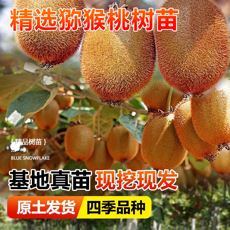 猕猴桃树果苗公母同株红心绿心黄心弥猴桃苗南方北方奇异果苗嫁接