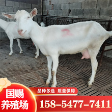 陝西純種薩能奶山羊養殖場產奶量8-10斤的羊價格能用的種公羊