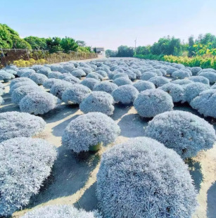 �y�~��ܽ�ؾ�ѩ��ِ܇�ֻ��Rֲ��ͥԺ�̨�Gֲ���@�{ɫ�ͺ����B