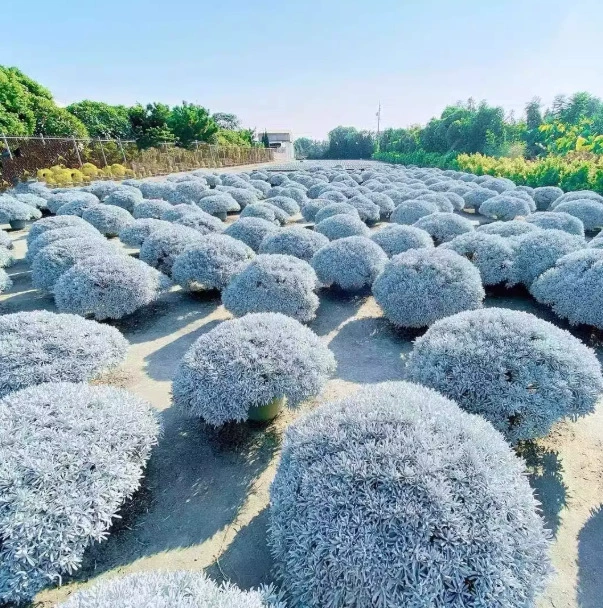 Серебристая хризантема, гибискус, снежная хризантема, цветок-гонщик, растение-зеркало, зеленое растение для двора и балкона, садовое растение с изменением цвета, морозостойкое и простое в уходе.