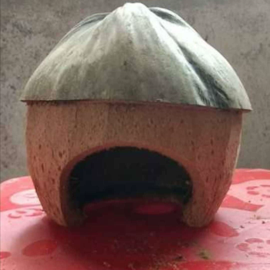 Розничная продажа укрытие для рептилий хомяков кокосовых орехов дом паук скорпион Play Pet ползающая пещера черепаха зимняя скорлупа кокосовых орехов вилла