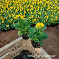 Corydalis зима выносливая трава цветок земля озеленение желтый цветок Corydalis фиолетовый цветок угол Цзинь озеленение сообщество оптовая продажа с фабрики