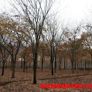 �������l��ľ�Θ���� �t�δ�� �Θ�����G���쾰�@���L�����