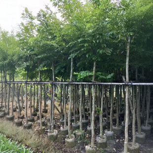 Authentic Guangdong Hainan Huanghuali Agarwood Transplant Seedlings in Bags, 5-10cm Horticultural Silver Birch Seedlings