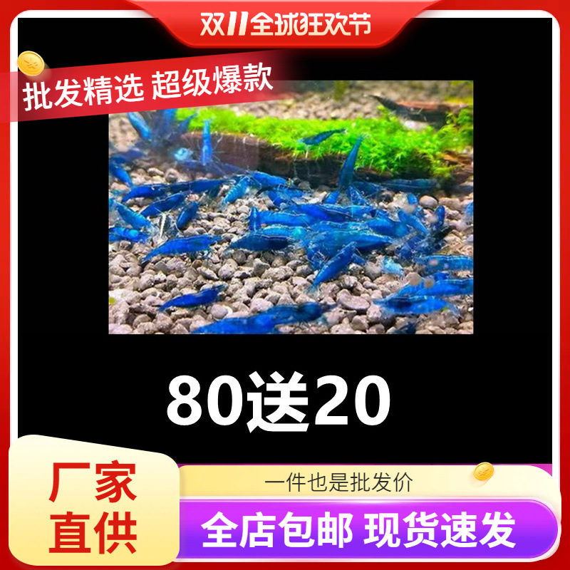 蓝宝石观赏虾淡水晶虾除藻虾蓝丝绒米虾冷水族宠物虾清洁工具小虾