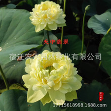 �ɻ�����ˮ�B�^�pɏ���N���ļ�ˮ��ֲ�����˯ɏ������ɏź��ź�N