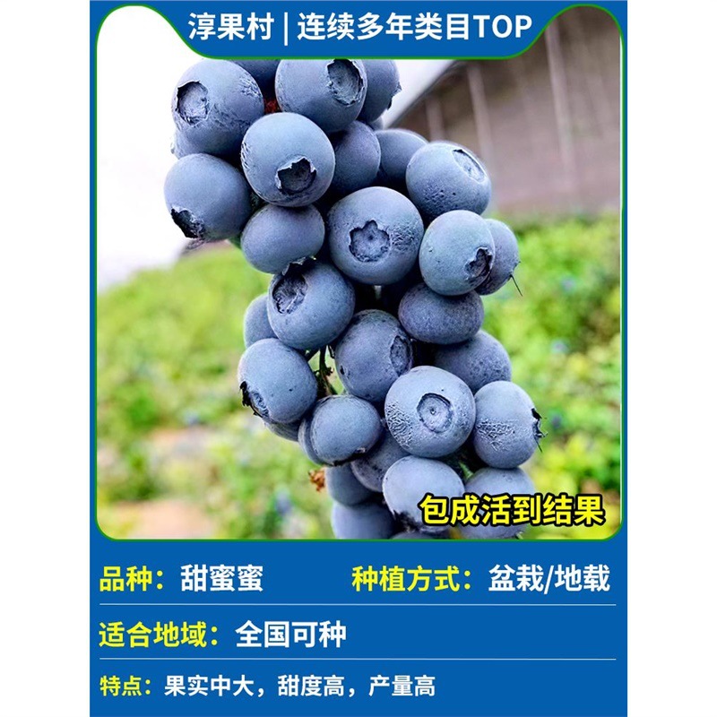 [특대모종 폭발배송] 스위트허니(1갤런) 높이 60~70cm(대형모종)