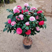 �ļ��軨���玧���������͟Ứ��ֲ���҃���Gֲ���B�_��������]