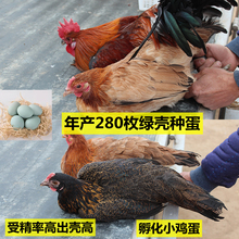 受精蛋绿壳种蛋麻羽柴鸡受精卵青脚土鸡种蛋可孵化小鸡蛋10枚包邮