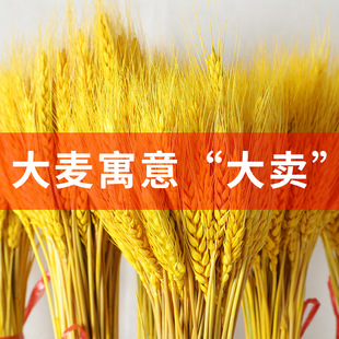 Gold Barley Opening Gift Natural Artifact Wheat Ear Dried Flower Living Room Decoration Ornaments Simulated Flower Arrangement Direct Sales Wholesale