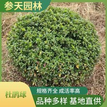 杜鹃球 杜鹃球批发 高度冠幅80~150公分可选工程园林绿化苗木供应