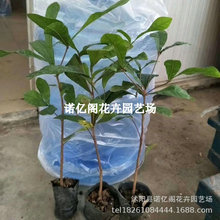 神秘果树苗 变味果苗 改变味觉酸变甜神秘果 树苗 当年结果水果苗