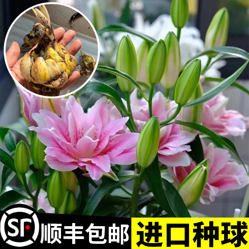 [Imported Bulbs] Perfume Lily Potted with Buds, Double-Petaled Tulips, Easy to Grow, Four-Season Blooming Flower Potted Plants
