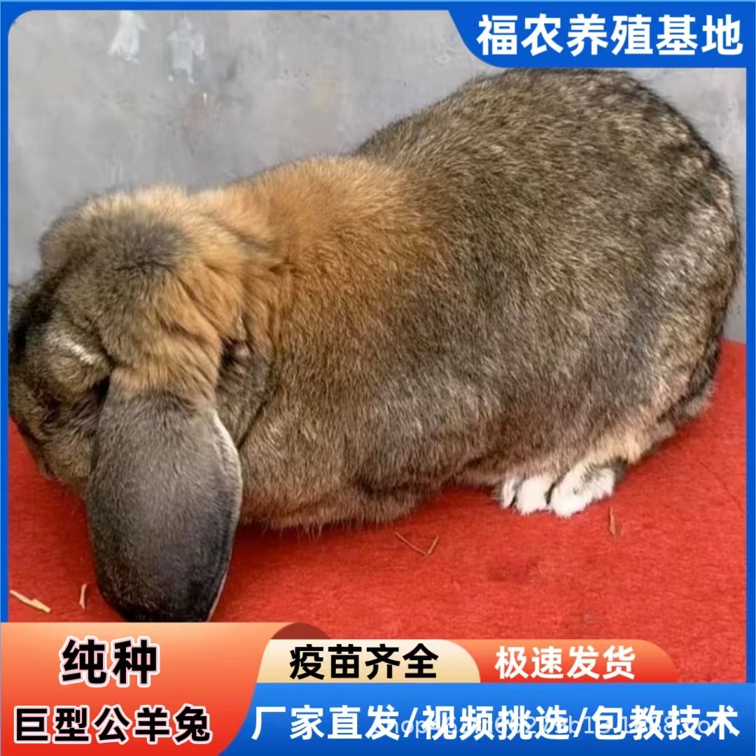 巨型公羊兔养殖场