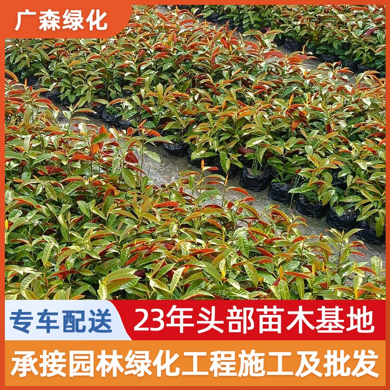 3.5kg пакетиков рассады османтуса с красной спинкой, рассада османтуса с красными листьями в пакетиках, рассада для почвопокрытия, прямые продажи основы для зеленения.