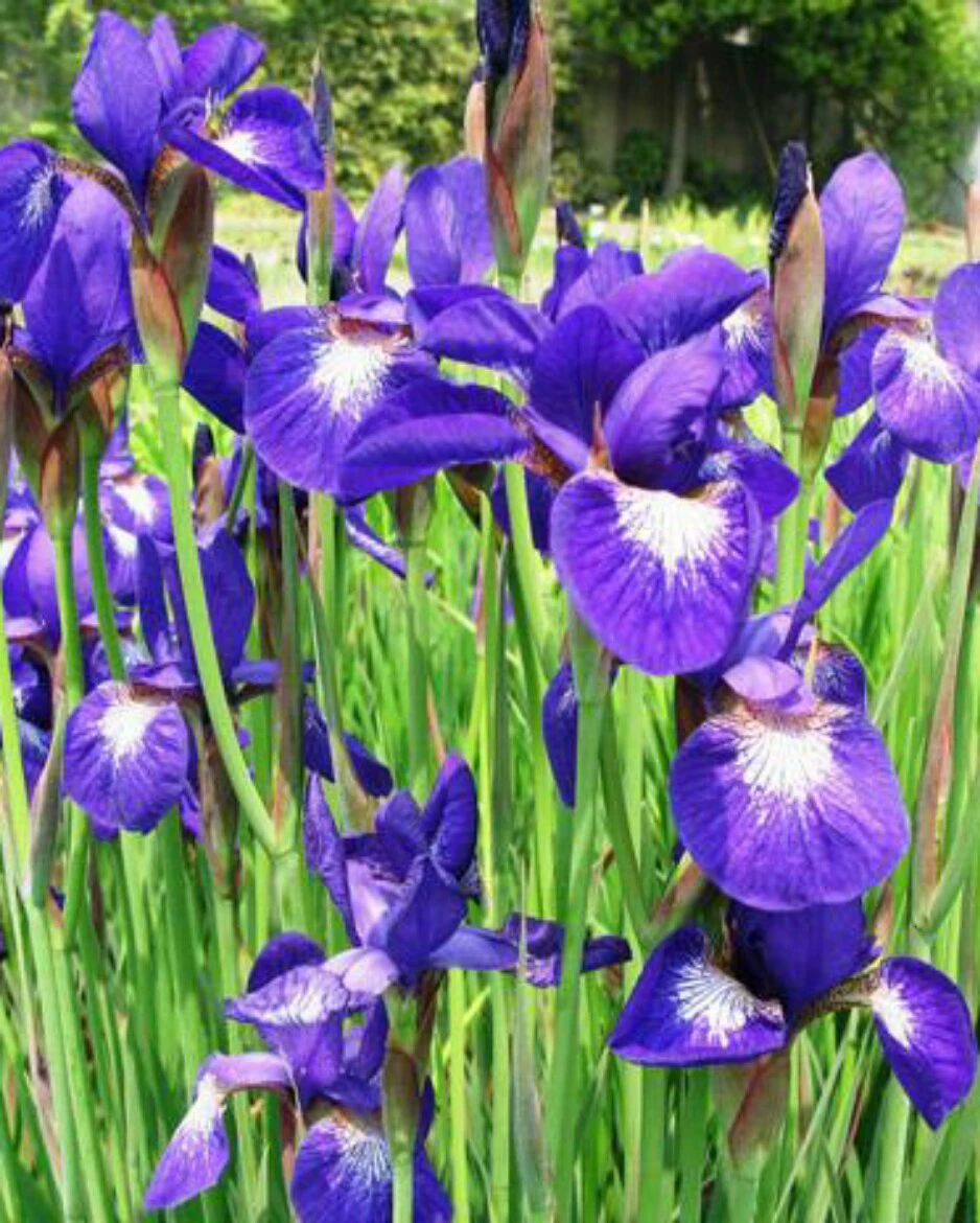 Xisha водные растения Сяошань база прямые продажи большого количества водных грунтовых покровов различных проектов озеленения оптом