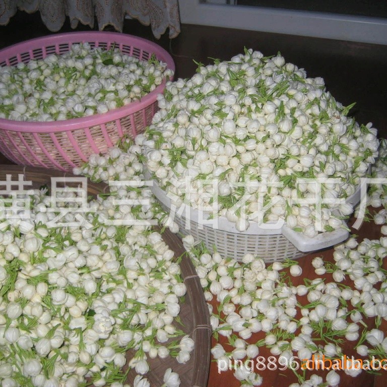 好一朵美丽的茉莉花