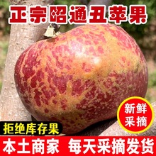 2025云南昭通丑苹果新鲜昭通市冰糖心丑苹果红富士水果当季整箱