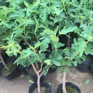 Stella Golden Aofen Melia Boki Red Fig Saplings Fig Potted Plants North and South Bear Fruit in the Same Year
