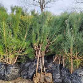 营养钵油松80公分防护林苗 陕西油松小苗基地5米8米大油松