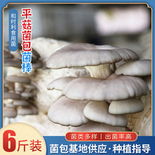 ɽ�|ʳ�þ����Nֲ�����S���l�����҃ȴ���Ģ����ʳ��ƽ�����N����