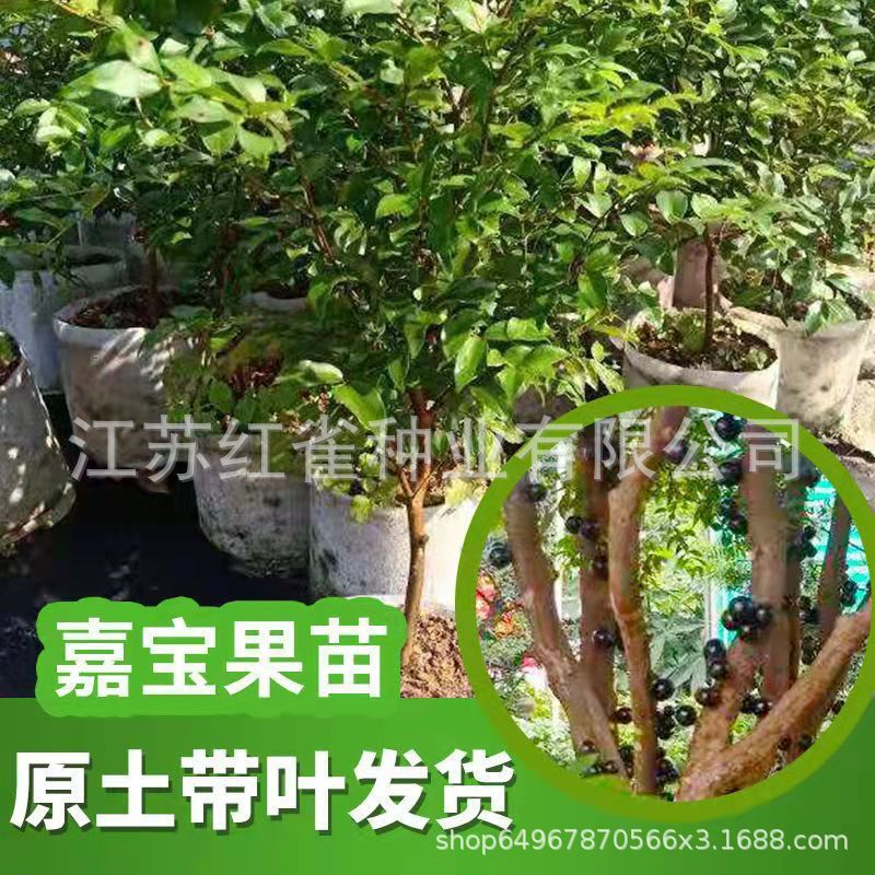 嘉宝果树苗四季结种子葡萄树苗嘉宝果树大苗果树苗南北方种植带叶
