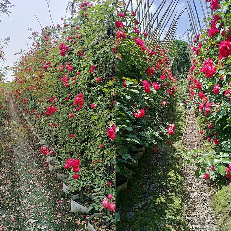 Fujimoto Rose 25 Косметическая сумка для растений Европейский большой цветок Роза Анджела Розовый Дракон Красный Дракон Синий Дождливый Семь сестер